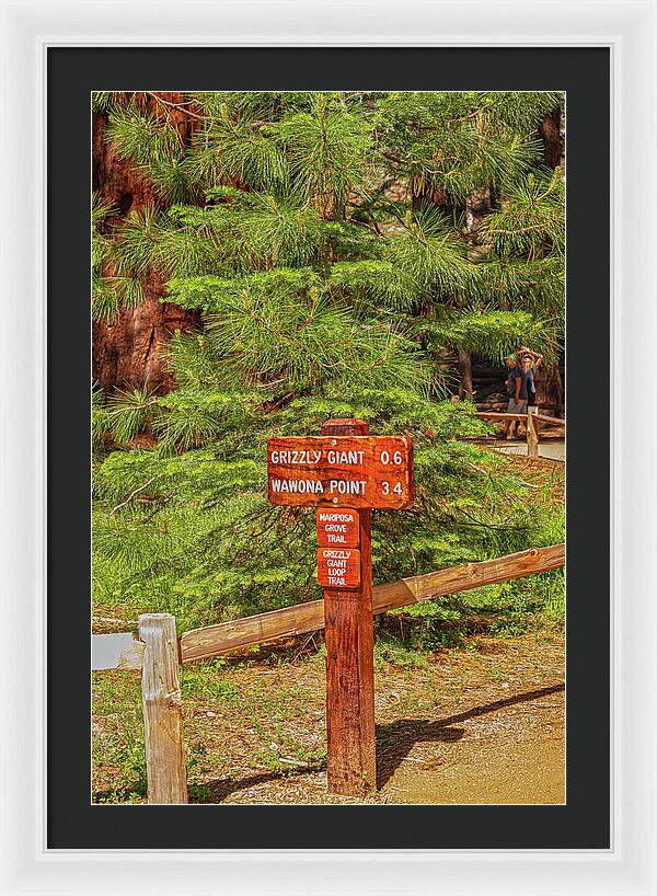 Grizzly Giant Post Mariposa Grove - Framed Print
