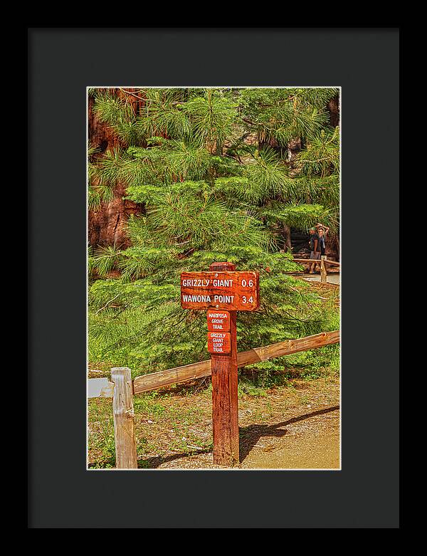 Grizzly Giant Post Mariposa Grove - Framed Print
