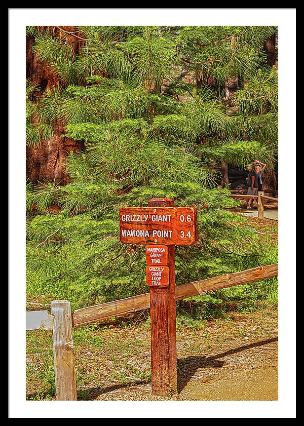 Grizzly Giant Post Mariposa Grove - Framed Print