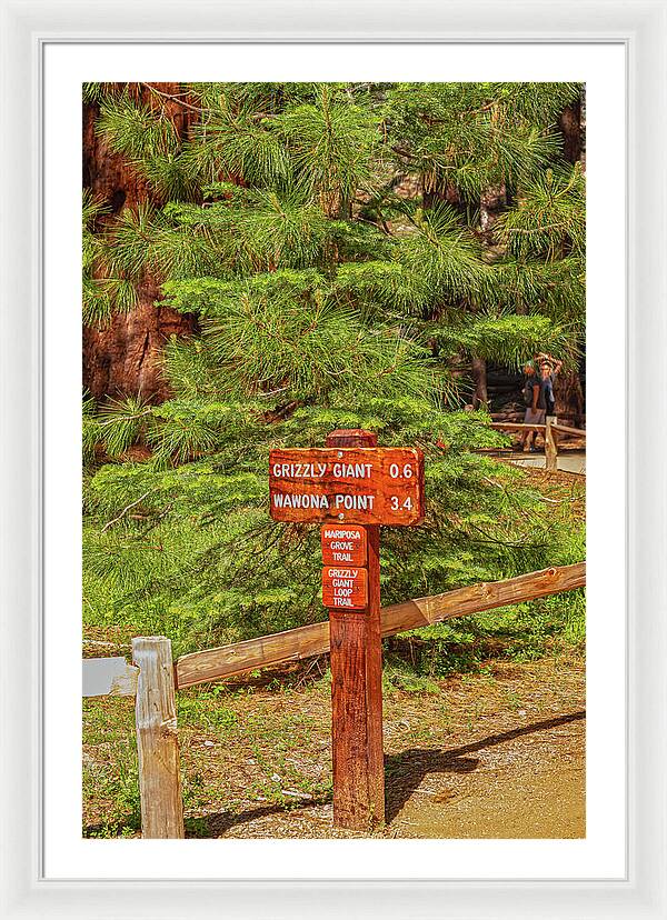 Grizzly Giant Post Mariposa Grove - Framed Print