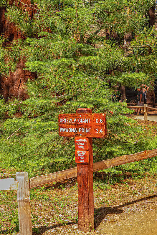 Grizzly Giant Post Mariposa Grove - Art Print
