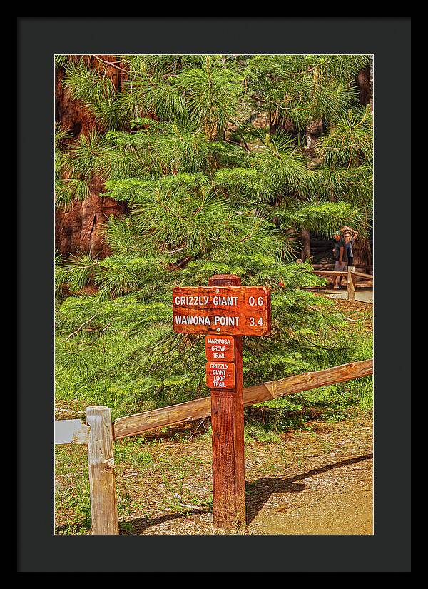 Grizzly Giant Post Mariposa Grove - Framed Print