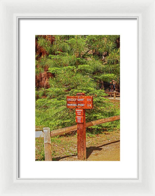 Grizzly Giant Post Mariposa Grove - Framed Print