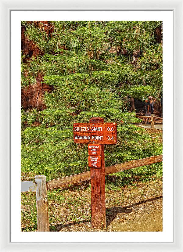 Grizzly Giant Post Mariposa Grove - Framed Print