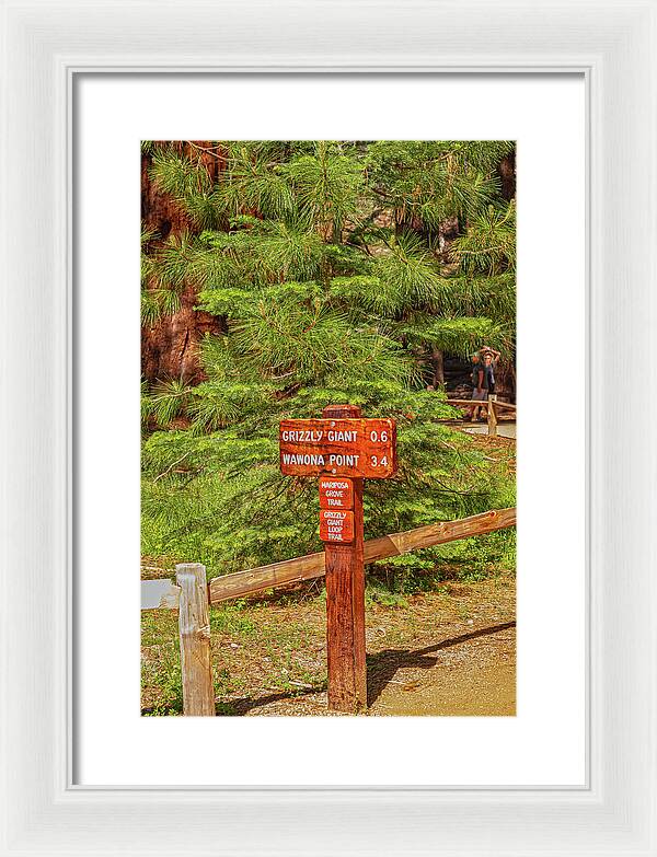 Grizzly Giant Post Mariposa Grove - Framed Print