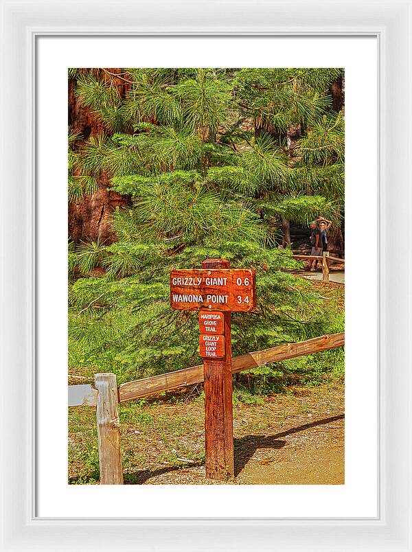 Grizzly Giant Post Mariposa Grove - Framed Print