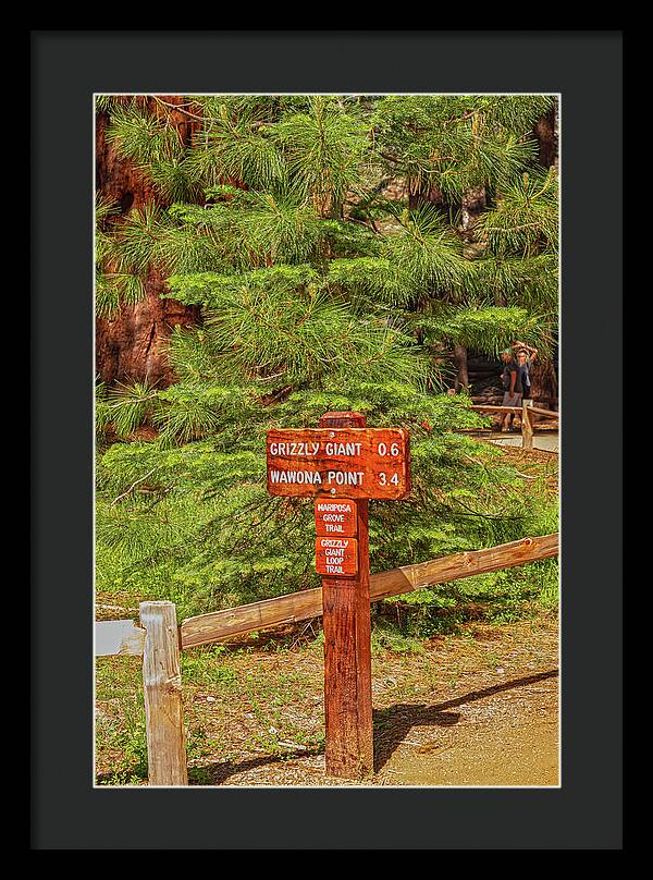 Grizzly Giant Post Mariposa Grove - Framed Print