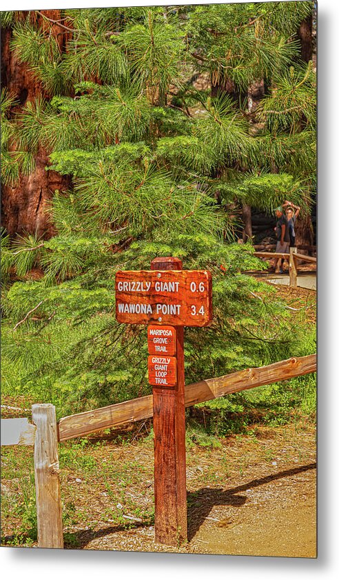 Grizzly Giant Post Mariposa Grove - Metal Print