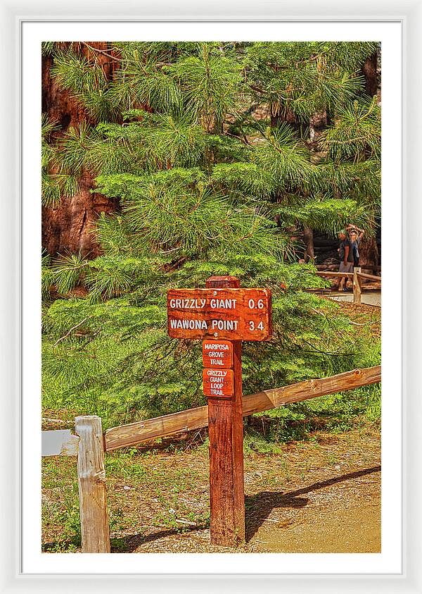 Grizzly Giant Post Mariposa Grove - Framed Print
