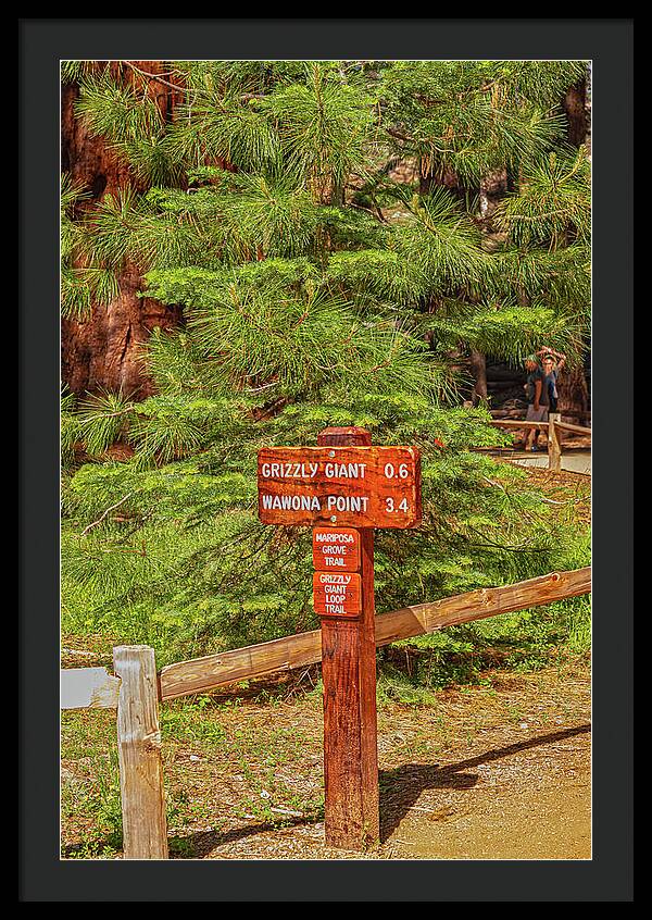 Grizzly Giant Post Mariposa Grove - Framed Print