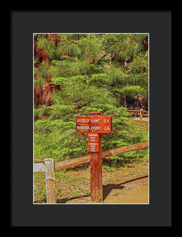 Grizzly Giant Post Mariposa Grove - Framed Print