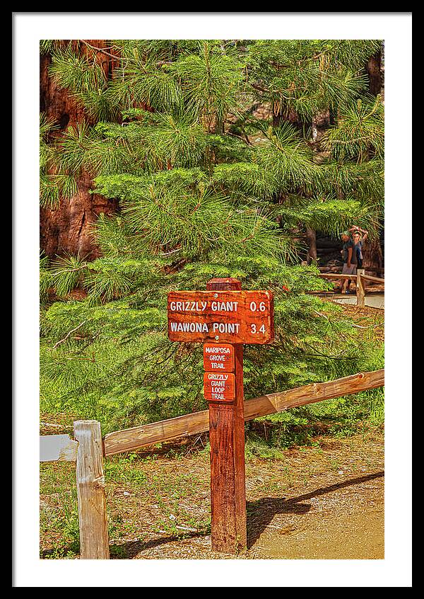 Grizzly Giant Post Mariposa Grove - Framed Print
