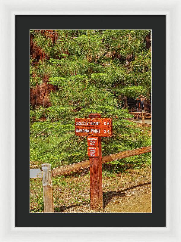 Grizzly Giant Post Mariposa Grove - Framed Print