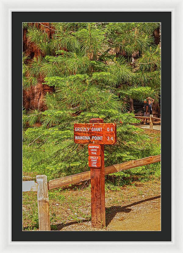 Grizzly Giant Post Mariposa Grove - Framed Print