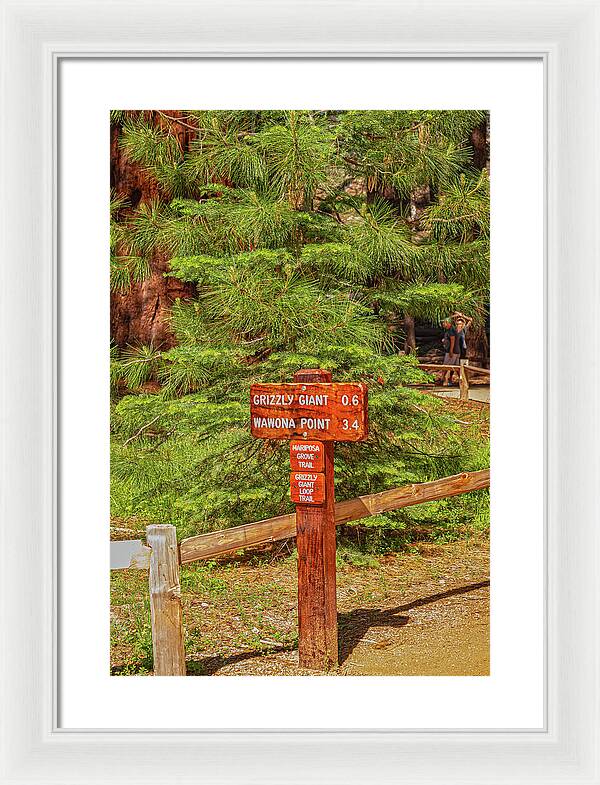 Grizzly Giant Post Mariposa Grove - Framed Print