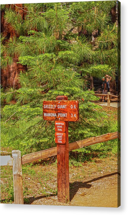 Grizzly Giant Post Mariposa Grove - Acrylic Print