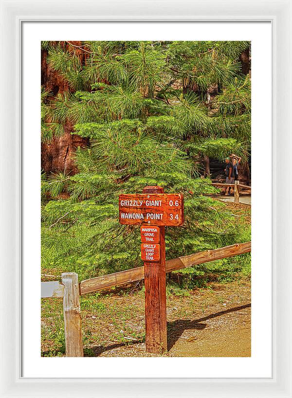 Grizzly Giant Post Mariposa Grove - Framed Print