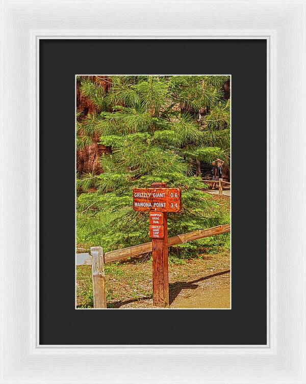 Grizzly Giant Post Mariposa Grove - Framed Print