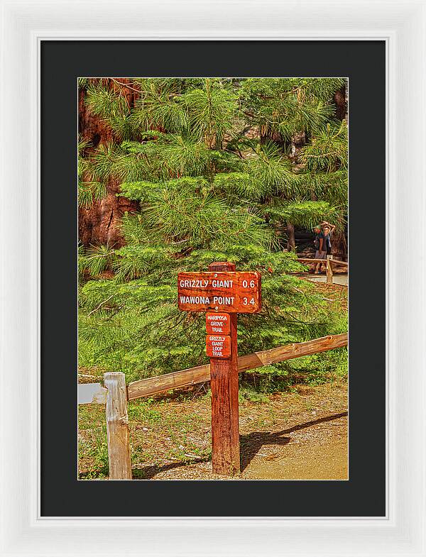 Grizzly Giant Post Mariposa Grove - Framed Print