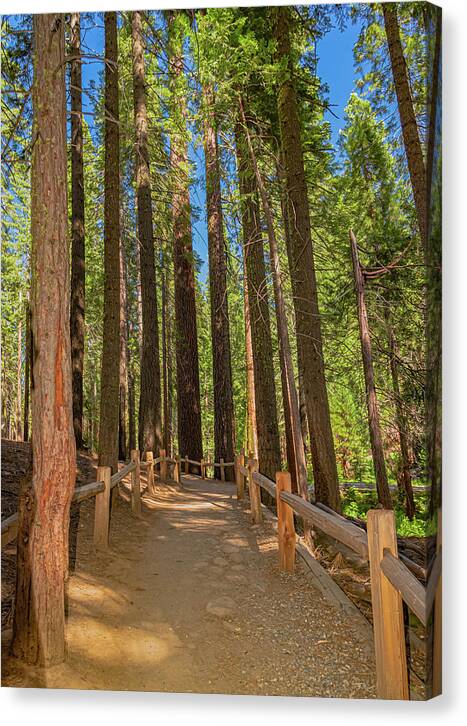 Hiking Trail in Mariposa Grove of Giant Sequoias - Canvas Print