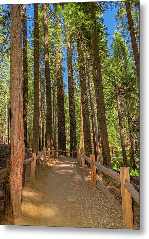 Hiking Trail in Mariposa Grove of Giant Sequoias - Metal Print