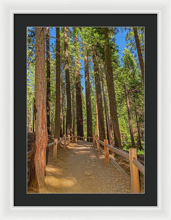 Hiking Trail in Mariposa Grove of Giant Sequoias - Framed Print