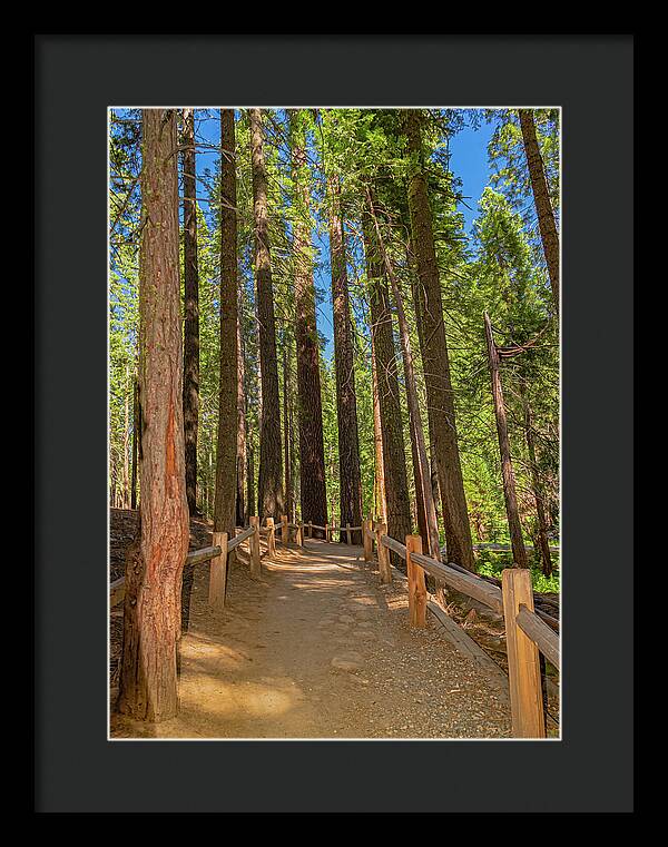 Hiking Trail in Mariposa Grove of Giant Sequoias - Framed Print