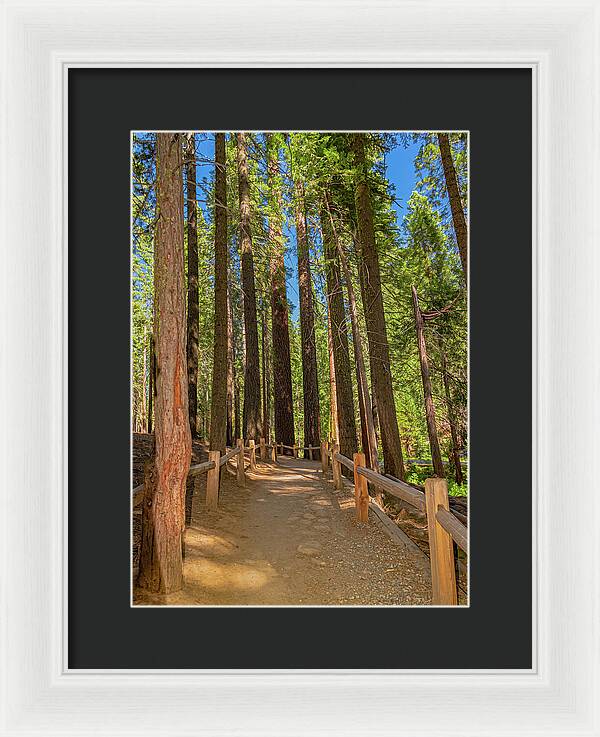 Hiking Trail in Mariposa Grove of Giant Sequoias - Framed Print