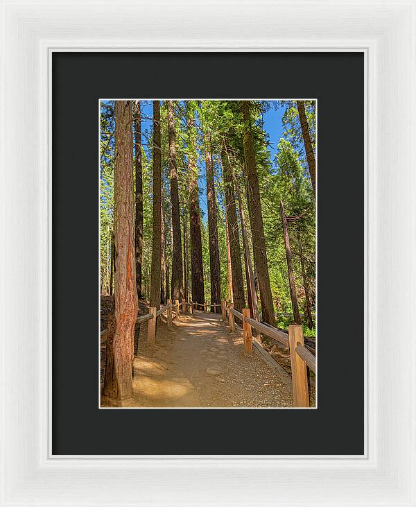 Hiking Trail in Mariposa Grove of Giant Sequoias - Framed Print