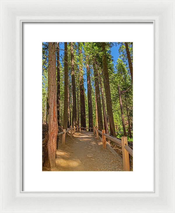Hiking Trail in Mariposa Grove of Giant Sequoias - Framed Print