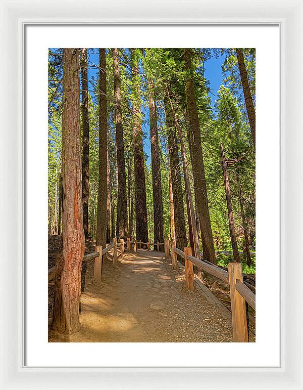 Hiking Trail in Mariposa Grove of Giant Sequoias - Framed Print