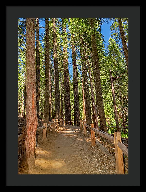 Hiking Trail in Mariposa Grove of Giant Sequoias - Framed Print