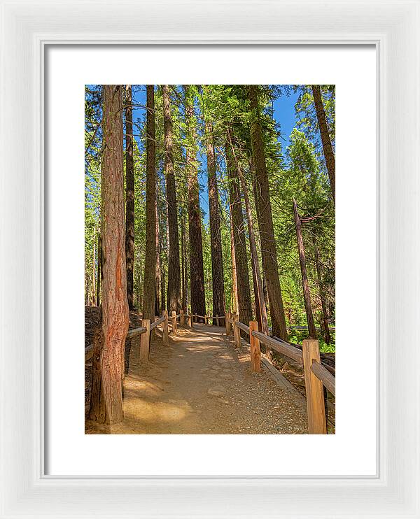 Hiking Trail in Mariposa Grove of Giant Sequoias - Framed Print