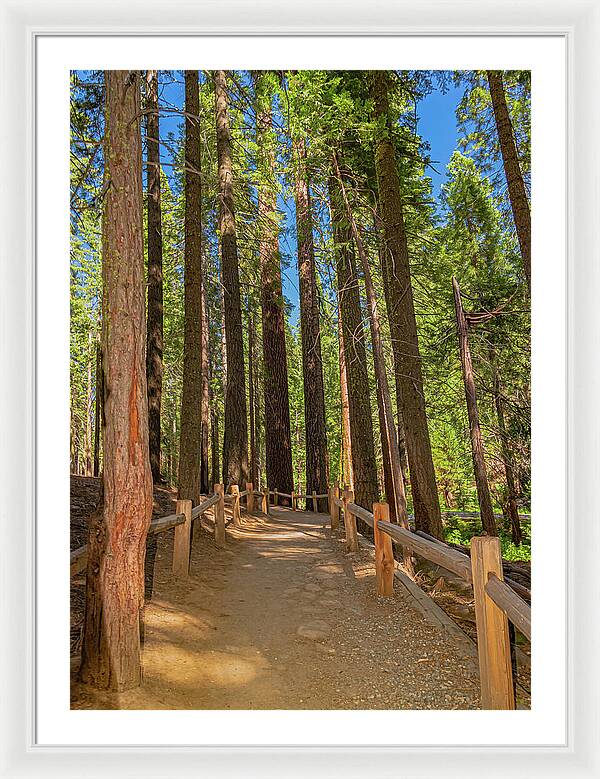 Hiking Trail in Mariposa Grove of Giant Sequoias - Framed Print