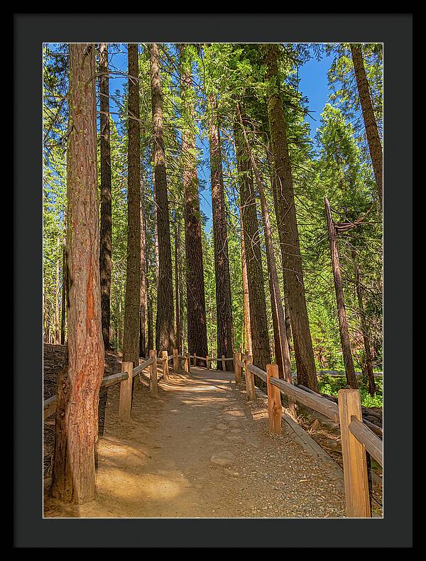 Hiking Trail in Mariposa Grove of Giant Sequoias - Framed Print