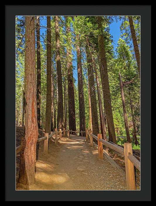 Hiking Trail in Mariposa Grove of Giant Sequoias - Framed Print