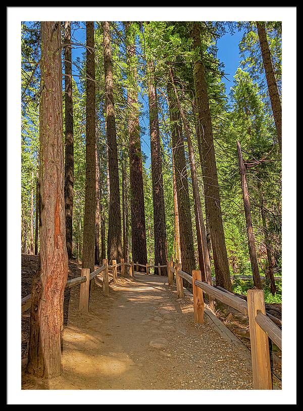 Hiking Trail in Mariposa Grove of Giant Sequoias - Framed Print