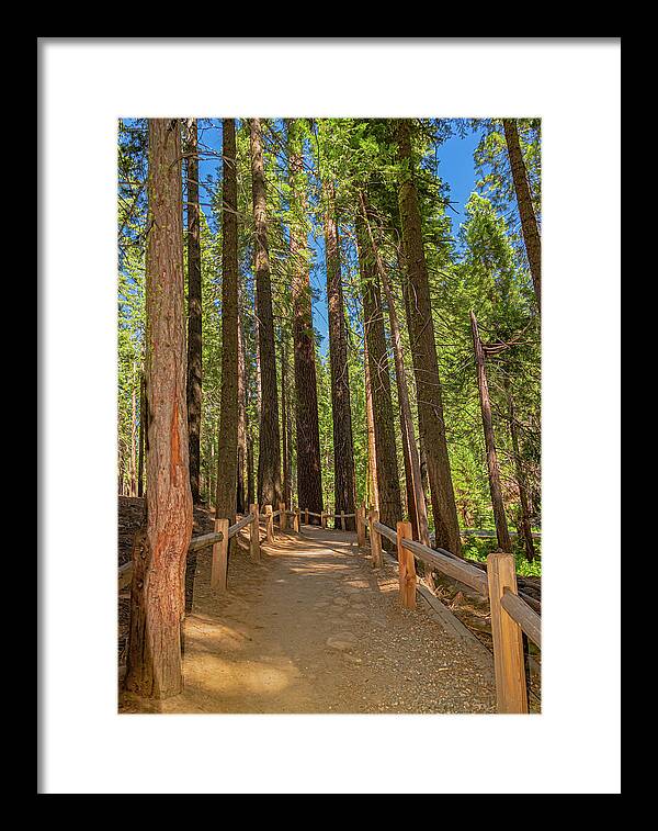 Hiking Trail in Mariposa Grove of Giant Sequoias - Framed Print