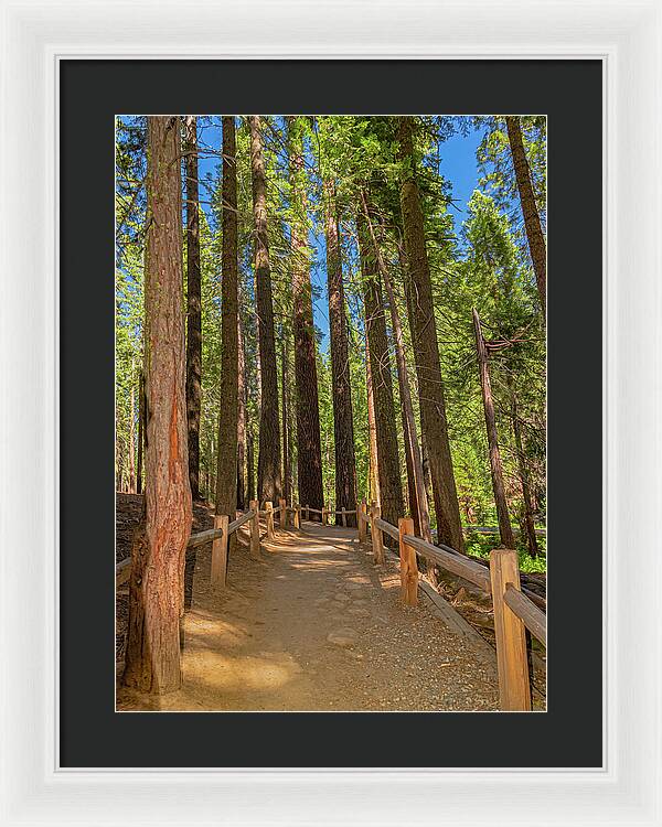 Hiking Trail in Mariposa Grove of Giant Sequoias - Framed Print