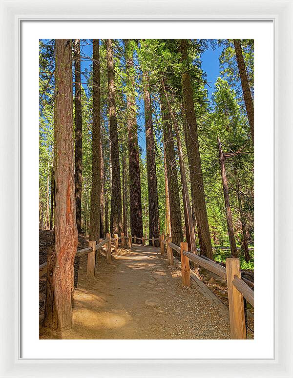 Hiking Trail in Mariposa Grove of Giant Sequoias - Framed Print