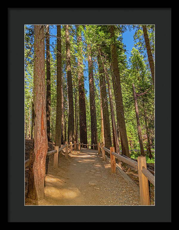 Hiking Trail in Mariposa Grove of Giant Sequoias - Framed Print