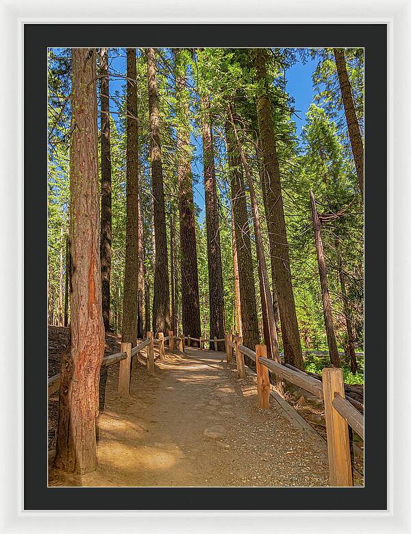 Hiking Trail in Mariposa Grove of Giant Sequoias - Framed Print