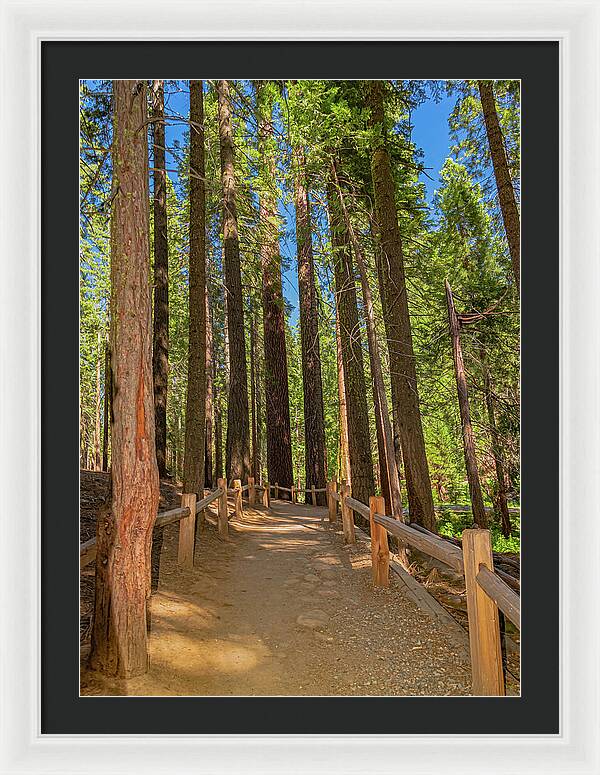 Hiking Trail in Mariposa Grove of Giant Sequoias - Framed Print