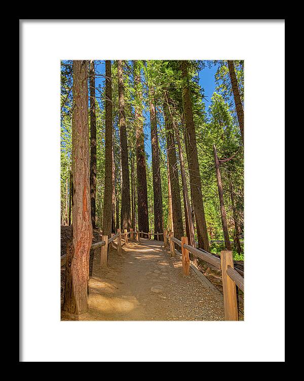 Hiking Trail in Mariposa Grove of Giant Sequoias - Framed Print