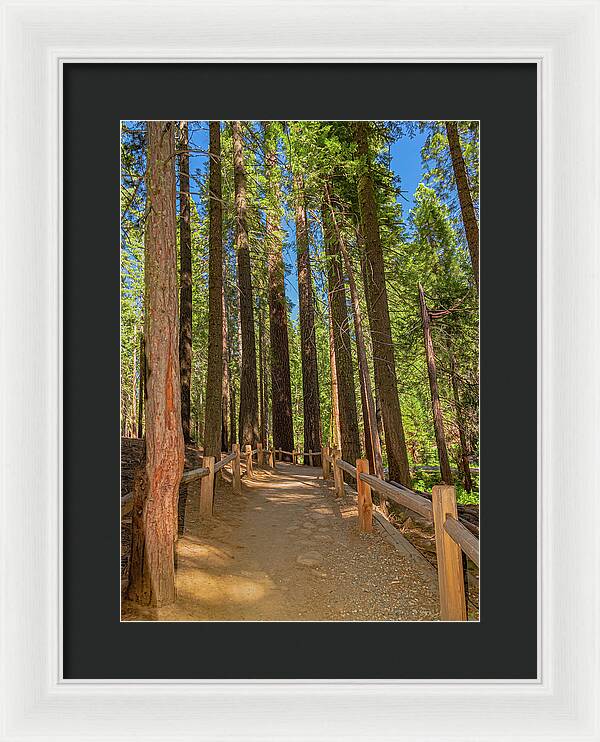 Hiking Trail in Mariposa Grove of Giant Sequoias - Framed Print