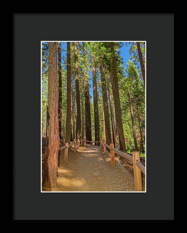 Hiking Trail in Mariposa Grove of Giant Sequoias - Framed Print