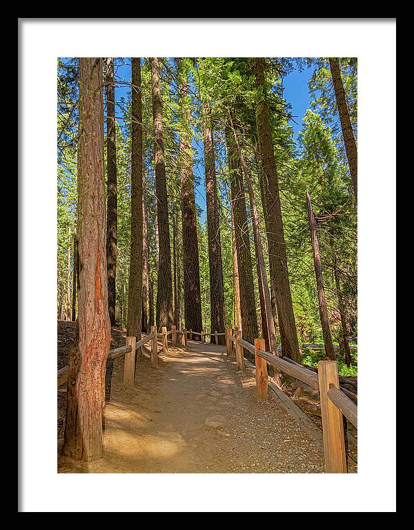 Hiking Trail in Mariposa Grove of Giant Sequoias - Framed Print