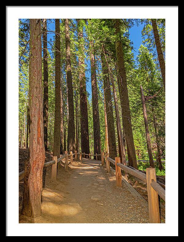 Hiking Trail in Mariposa Grove of Giant Sequoias - Framed Print