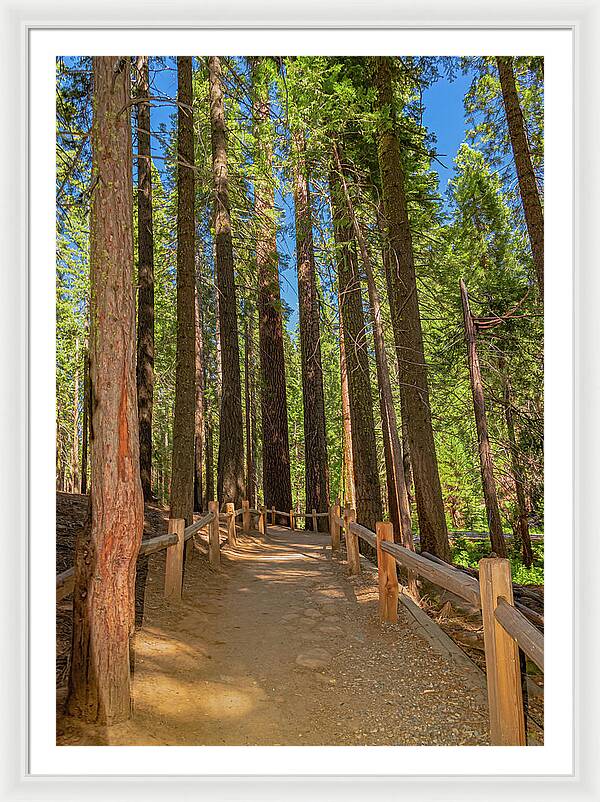 Hiking Trail in Mariposa Grove of Giant Sequoias - Framed Print