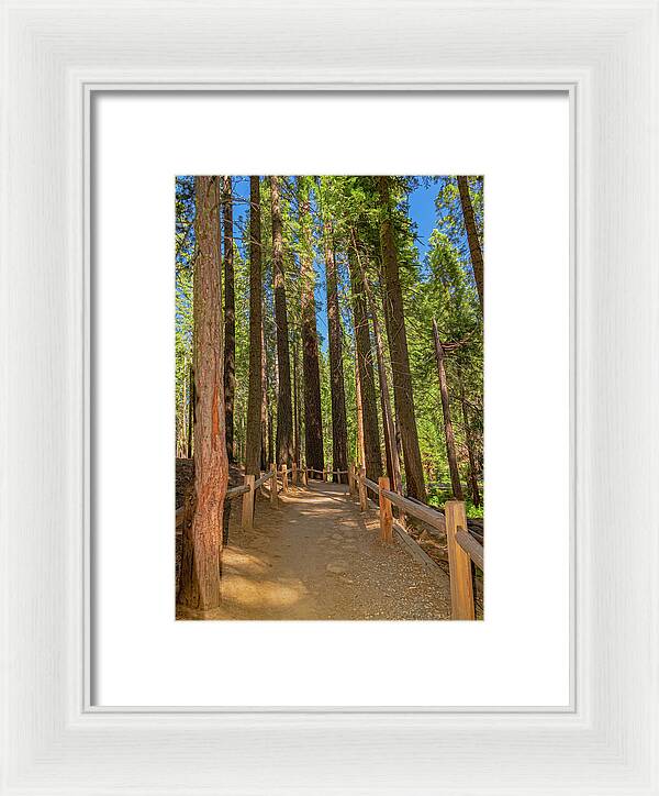 Hiking Trail in Mariposa Grove of Giant Sequoias - Framed Print